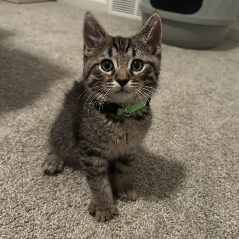 A baby medium-sized male Tabby (Gray / Blue / Silver) Domestic Short Hair cat named Picard for adoption in Rossville, TN