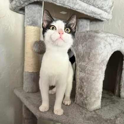A baby medium-sized female Black & White / Tuxedo Domestic Short Hair cat named Dani for adoption in Warr Acres, OK