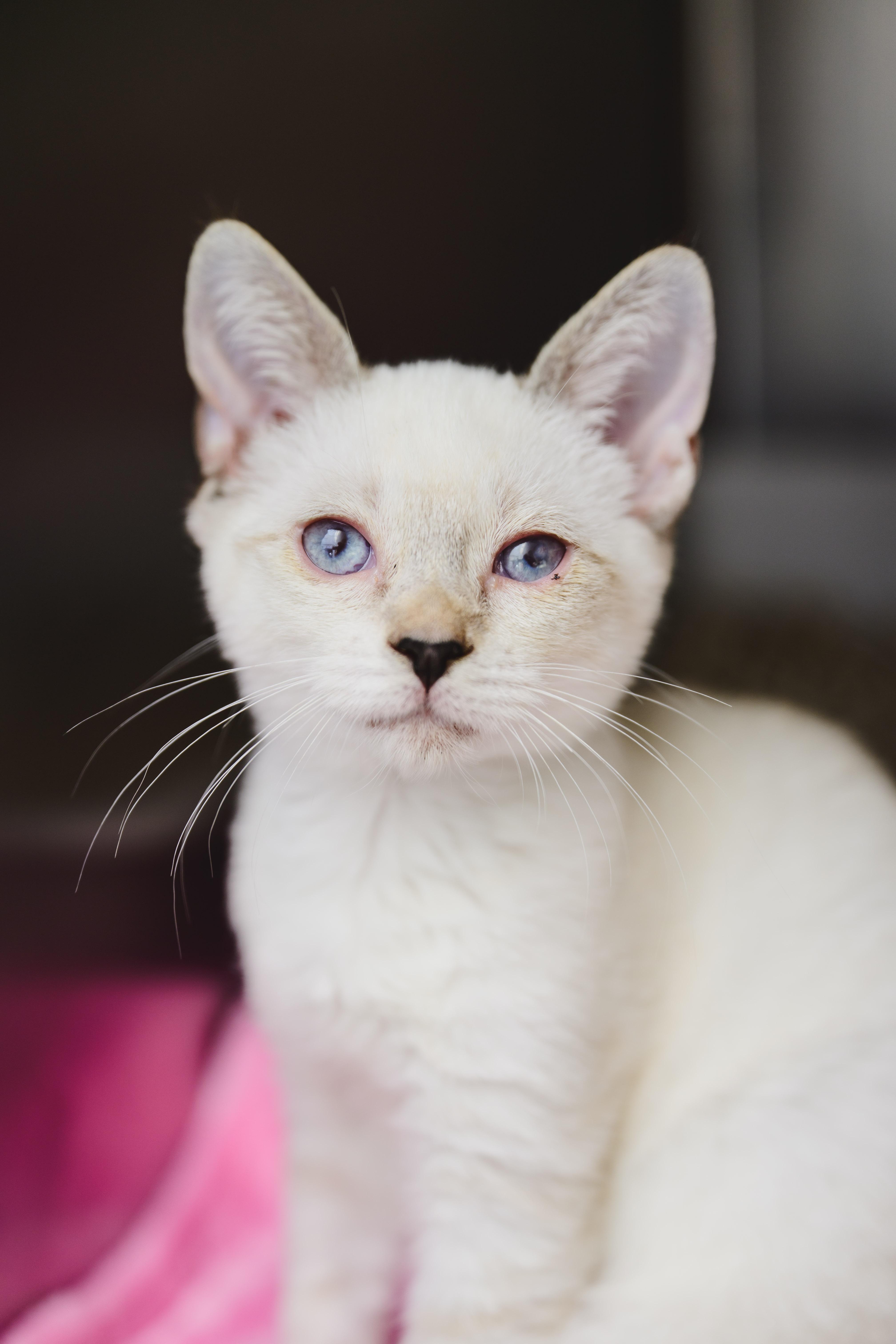 A young small-sized female Siamese cat named Jewel for adoption in Honolulu, HI
