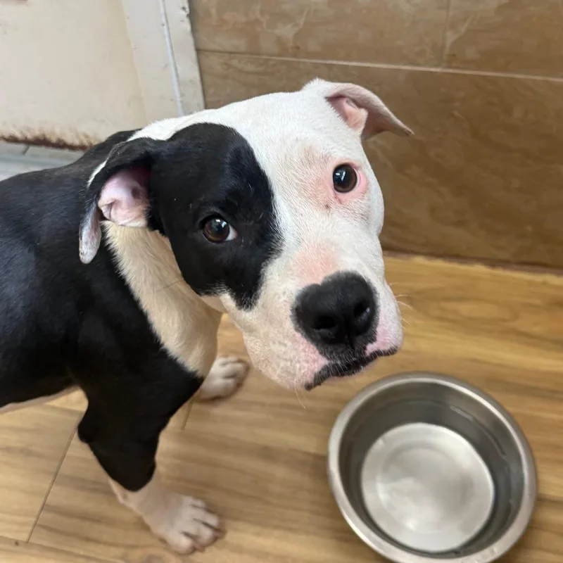 A young medium-sized female Brown / Chocolate Pit Bull Terrier dog named Dior for adoption in Philadelphia, PA
