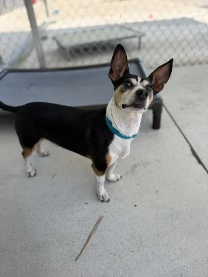 An adult small-sized male Parson Russell Terrier dog named Radar for adoption in King William, VA