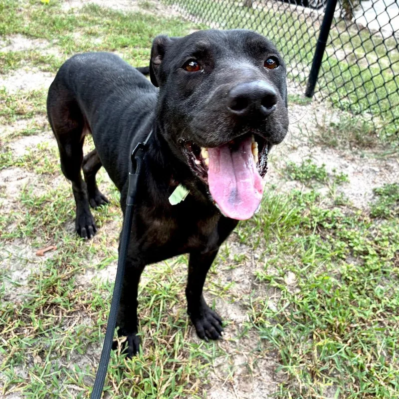An adult large-sized male Mixed Breed dog named Petrol for adoption in Jacksonville, FL