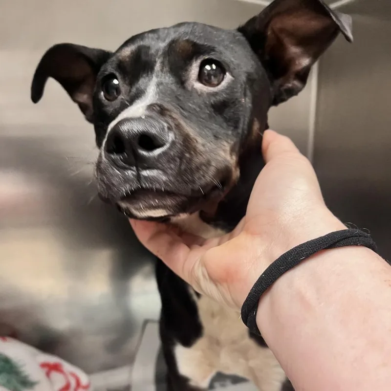 An adult medium-sized female Mixed Breed dog named Solar AKA Ren for adoption in Charleston, WV