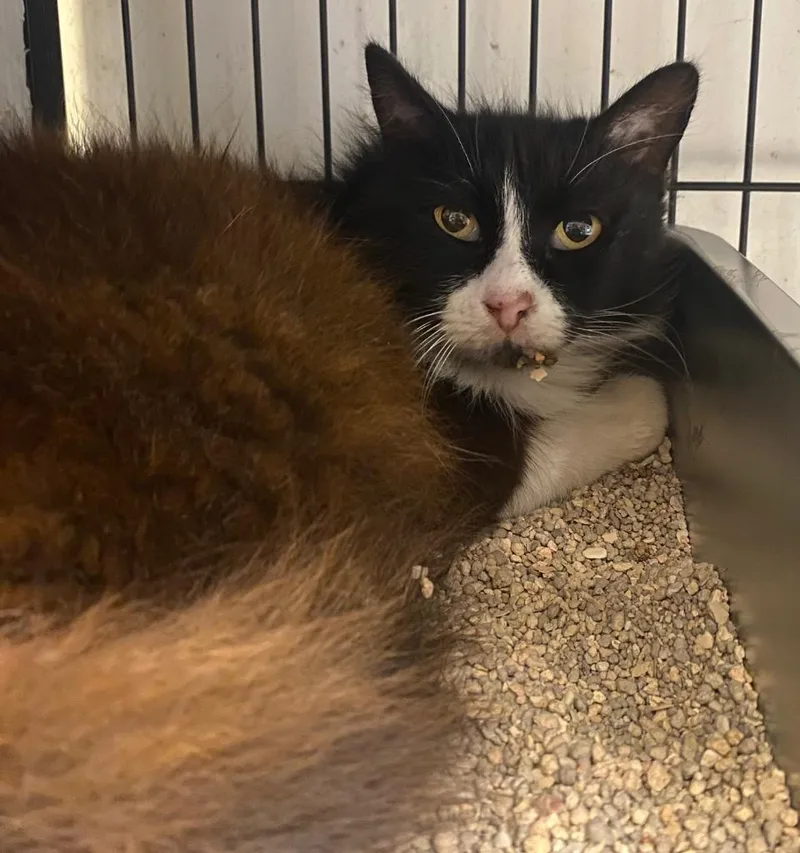 A young medium-sized female Domestic Long Hair cat named Panda for adoption in Lockhart, TX