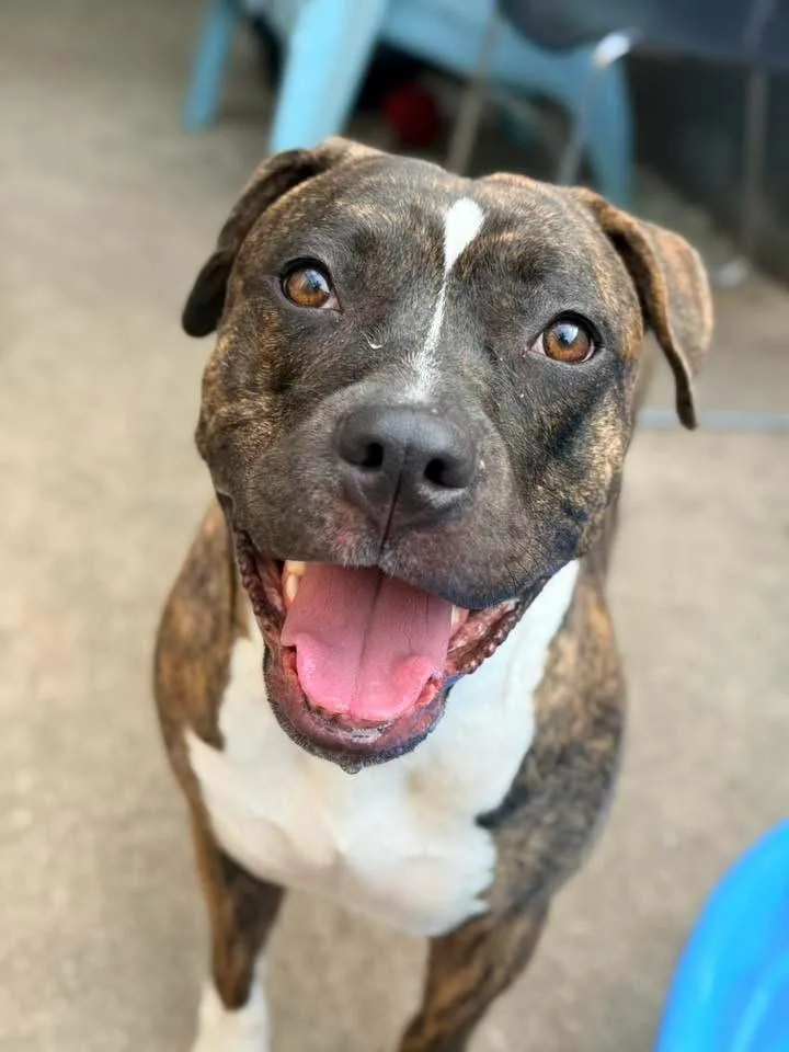 An adult medium-sized female Brindle Pit Bull Terrier dog named Lady Marmalade for adoption in Chicago, IL
