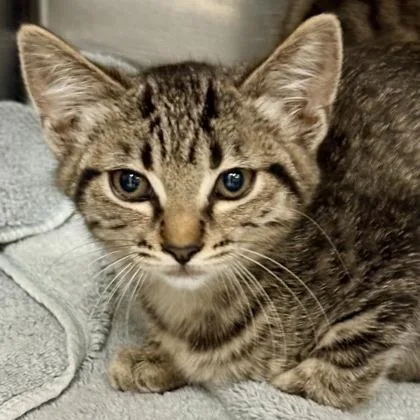 A baby small-sized female Domestic Short Hair cat named Lore for adoption in Sacramento, CA