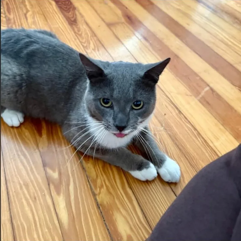 An adult medium-sized female Russian Blue cat named Marvin Gray for adoption in Philadelphia, PA