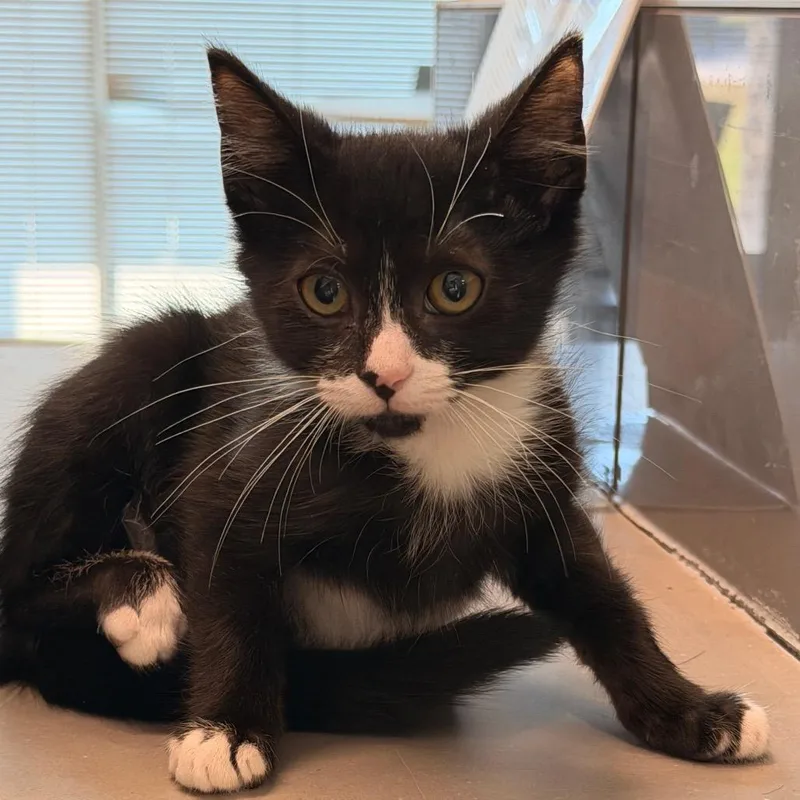 A baby small-sized female Black Domestic Short Hair cat named Pleco for adoption in Chattanooga, TN