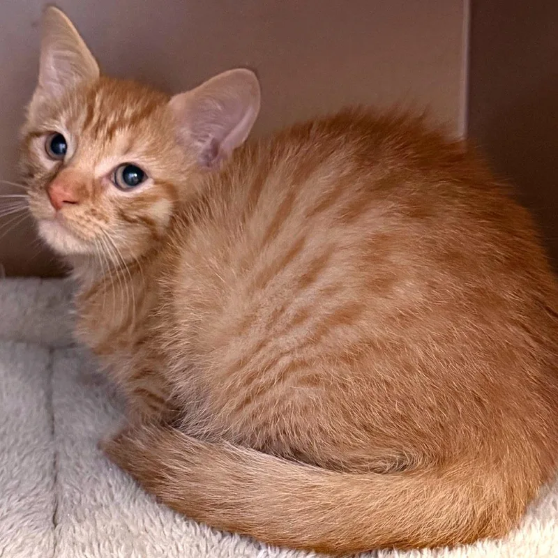 A baby small-sized male Domestic Short Hair cat named Kinnow for adoption in Middlebury, VT