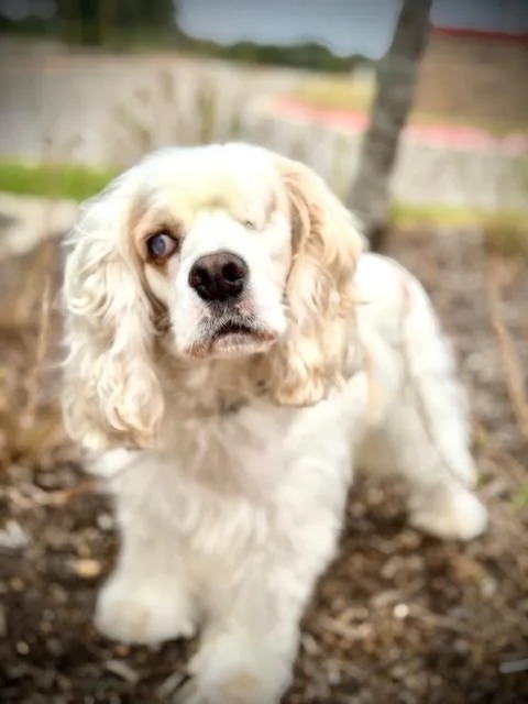 A senior small-sized male Cocker Spaniel dog named Legend for adoption in Austin, TX