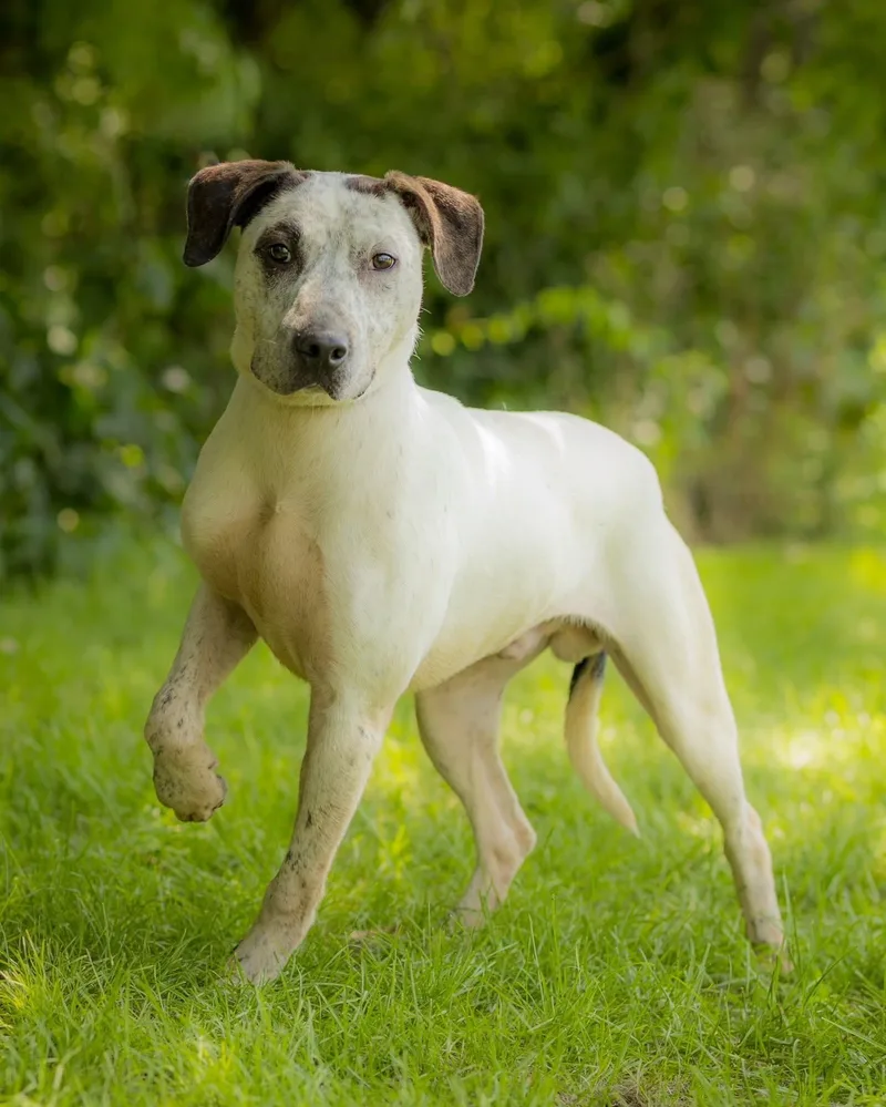 A young medium-sized male Black Mixed Breed dog named Leo for adoption in Bridgeport, CT