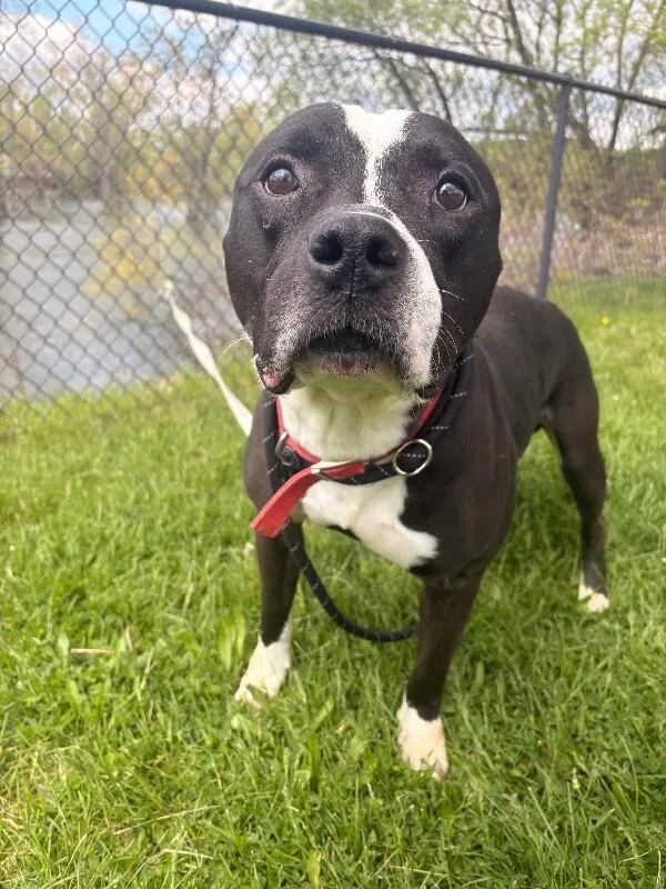 An adult medium-sized male Black Pit Bull Terrier dog named Rockie for adoption in Warren, PA
