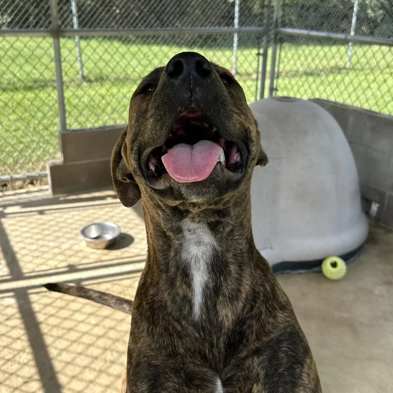 An adult small-sized female Brindle English Bulldog dog named Lily for adoption in Lyons, GA