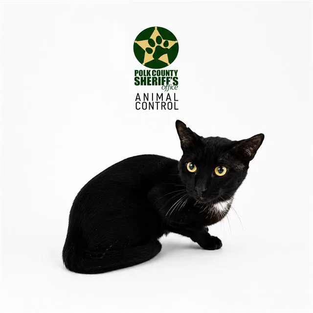 A young large-sized male Domestic Short Hair cat named Claude for adoption in Winter Haven, FL