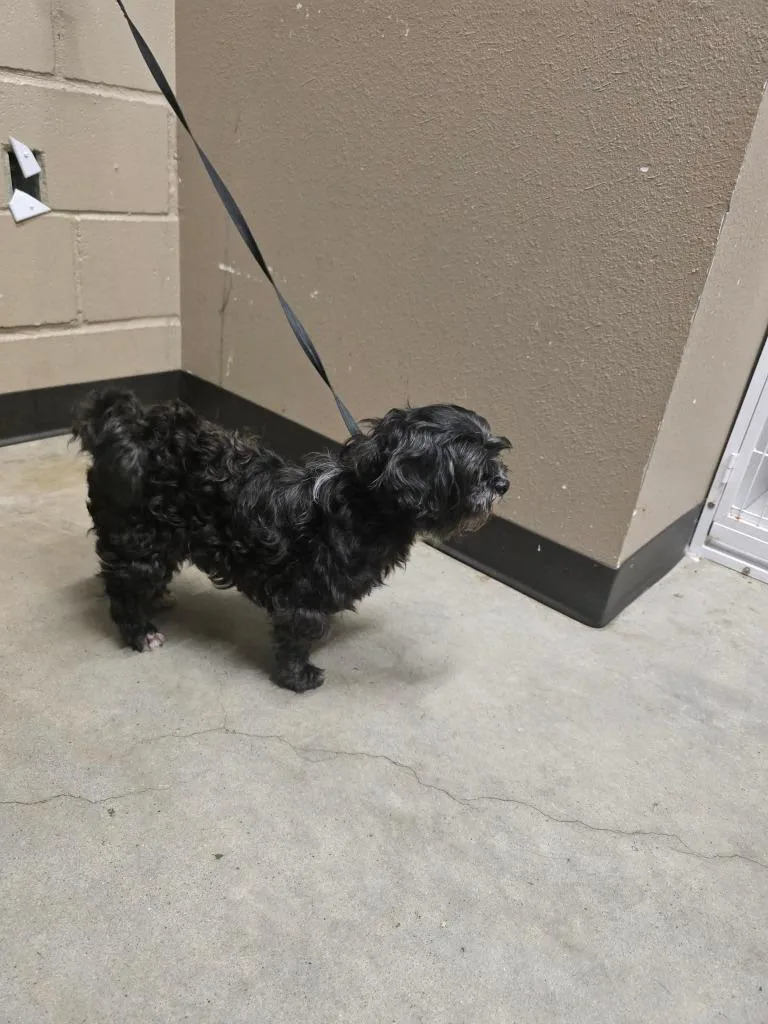 An adult small-sized female Shih Tzu dog named Minnie for adoption in Huntsville, TX