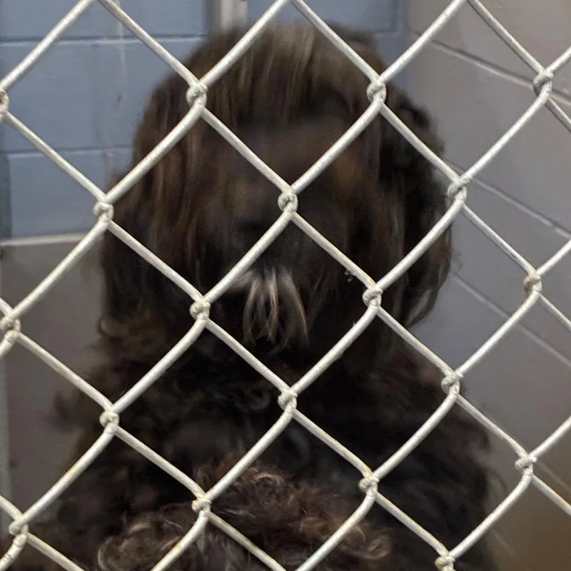 An adult large-sized female Black Mixed Breed dog named Onyx for adoption in Gadsden, AL