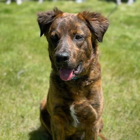 An adult medium-sized male Brindle Australian Shepherd dog named Scout for adoption in Minneapolis, MN