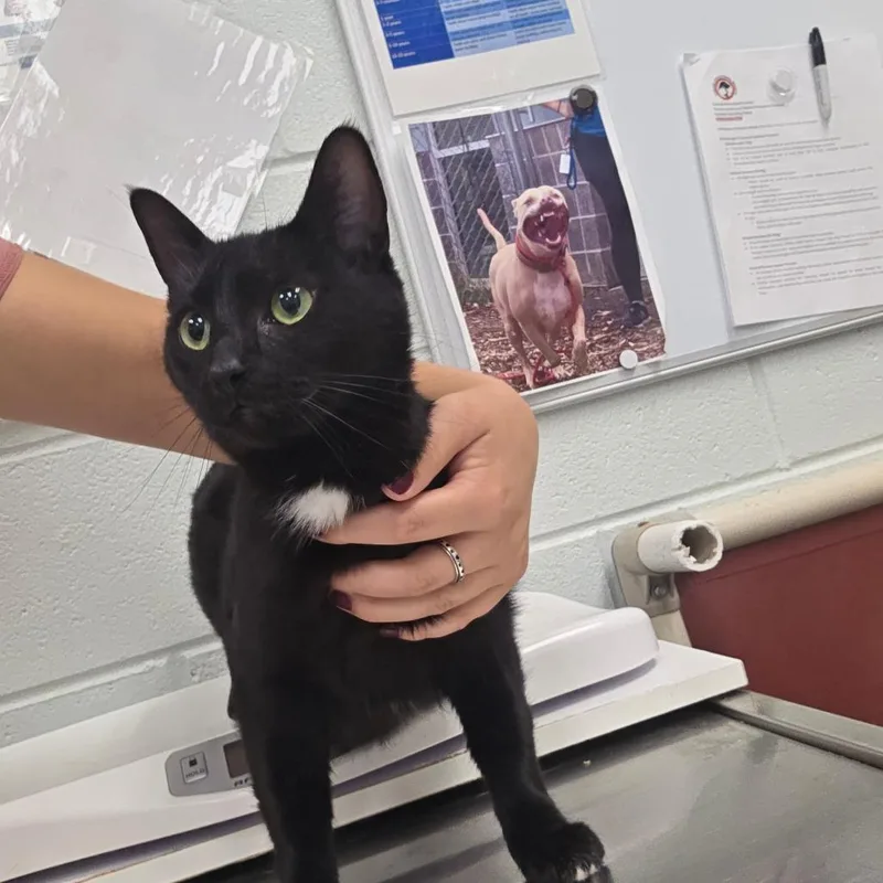 An adult large-sized female Black Domestic Short Hair cat named Jade for adoption in Chattanooga, TN