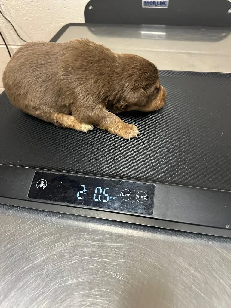 A baby small-sized male Mixed Breed dog named Ferris for adoption in Rome, GA