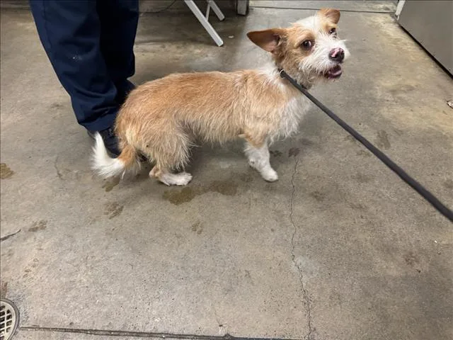 An adult medium-sized male Mixed Breed dog named Chimo for adoption in Van Nuys, CA