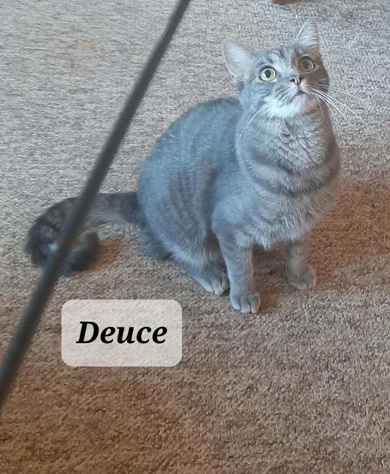 An adult large-sized male Tabby cat named Deuce for adoption in Snyder, TX