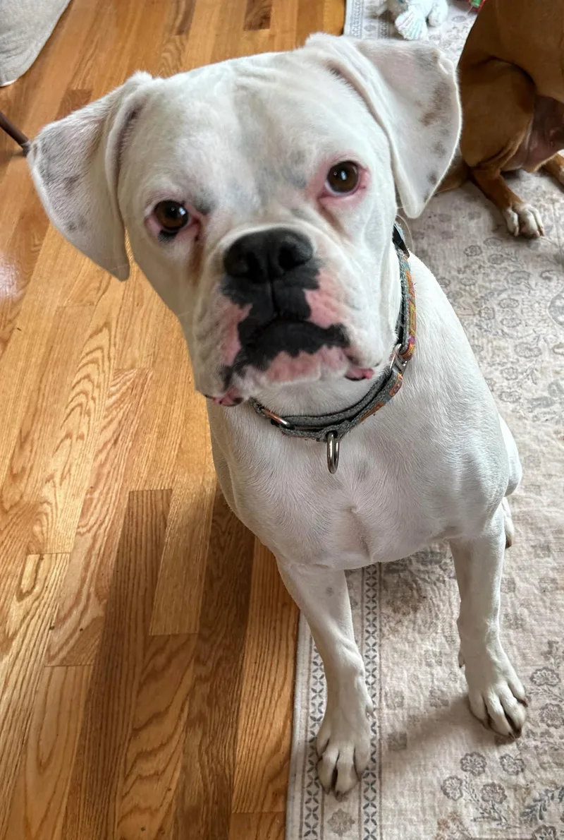 A young medium-sized female White / Cream Boxer dog named Remi for adoption in Middlesex, NJ