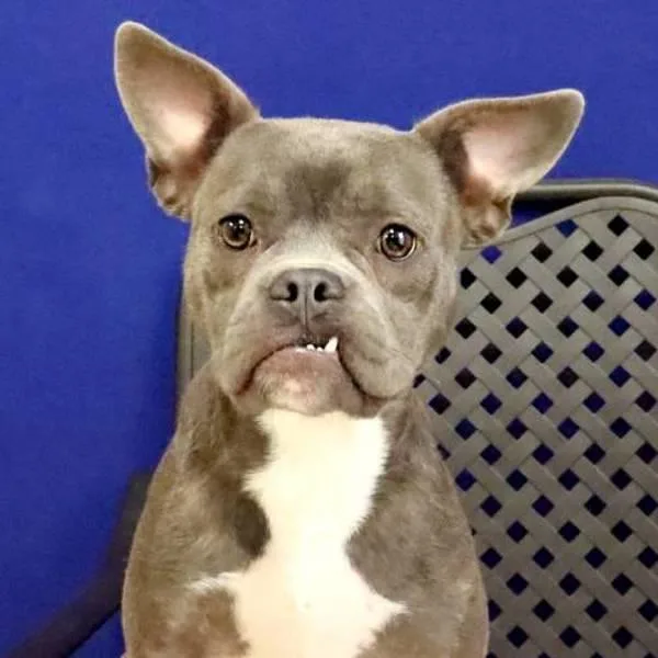 An adult medium-sized male Pit Bull Terrier dog named Dentist for adoption in Midland, TX