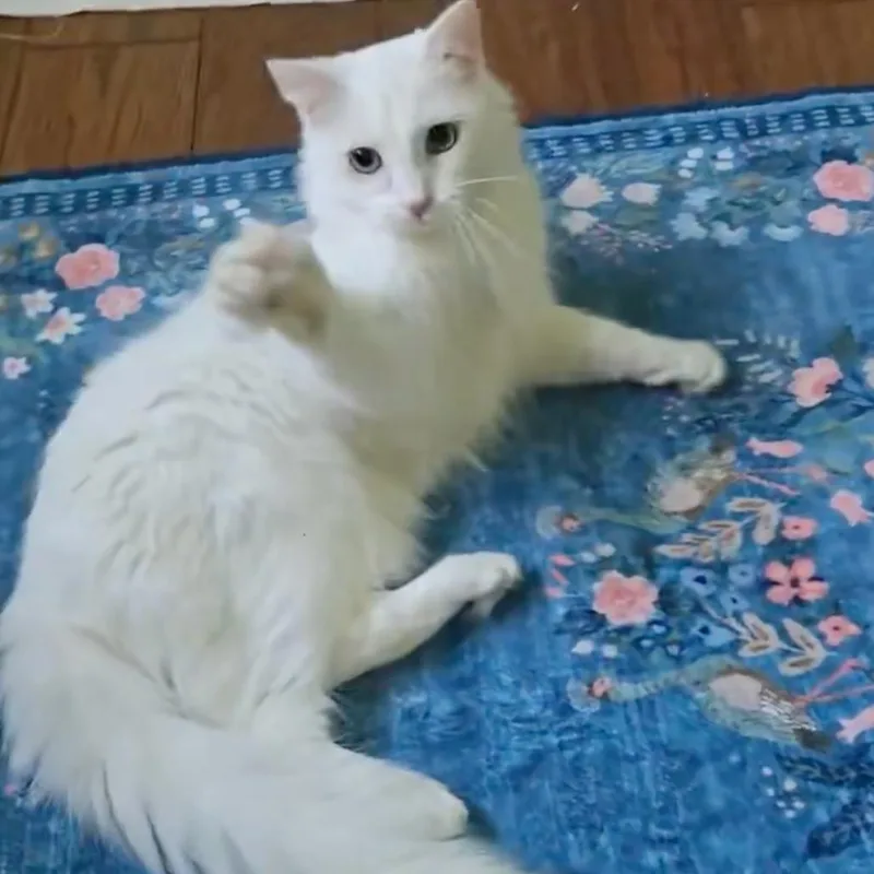 A young small-sized female White Domestic Medium Hair cat named Angel for adoption in Sunnyvale, CA