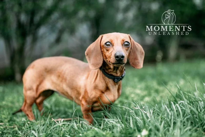 An adult small-sized female Brown / Chocolate Miniature Dachshund dog named Chai for adoption in Myakka City, FL
