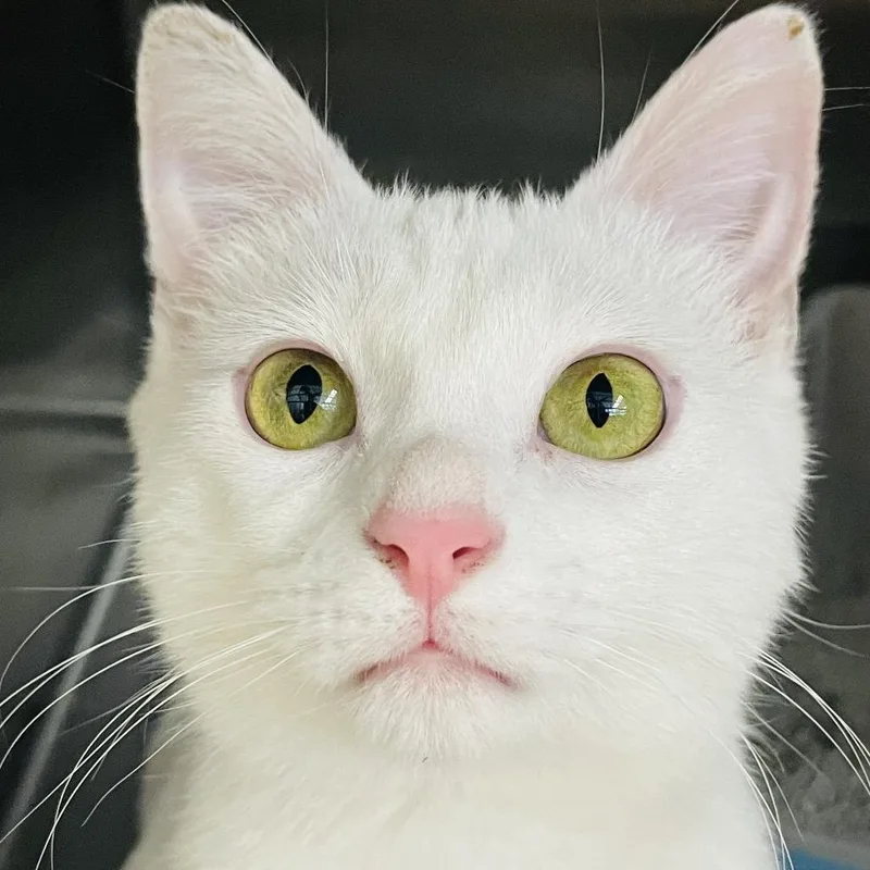 A young small-sized female White Domestic Short Hair cat named Perla for adoption in Columbia Station, OH