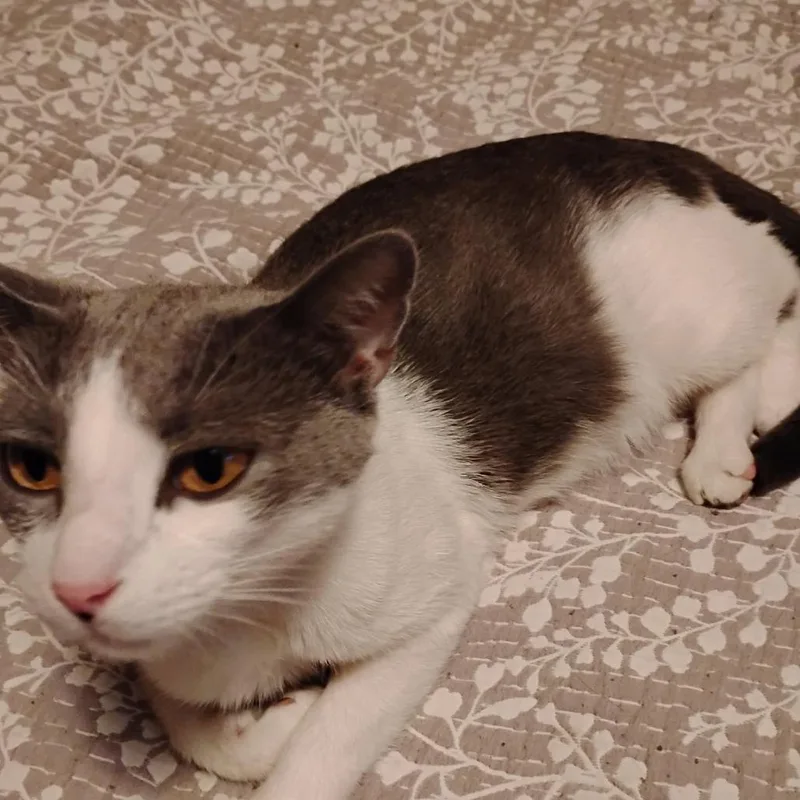 A young medium-sized female White Domestic Short Hair cat named Miss Whiskers for adoption in Charlottesville, VA