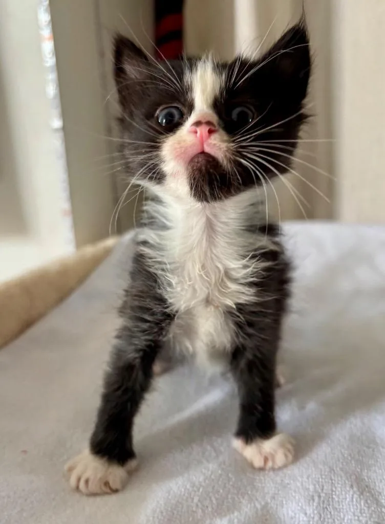 A baby medium-sized female Domestic Short Hair cat named Shada for adoption in San Pedro, CA
