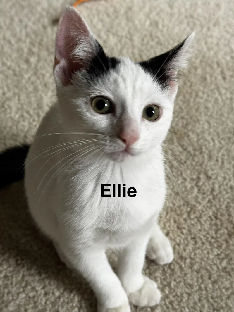 A baby medium-sized female American Shorthair cat named Ellie for adoption in Avondale, PA