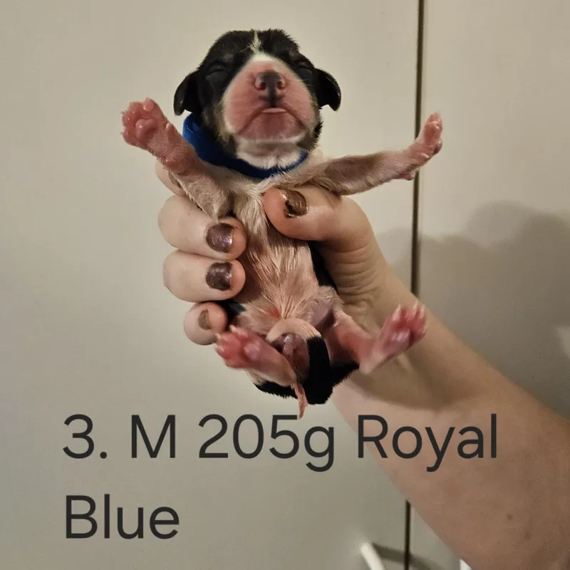 Poppy Pup  Will