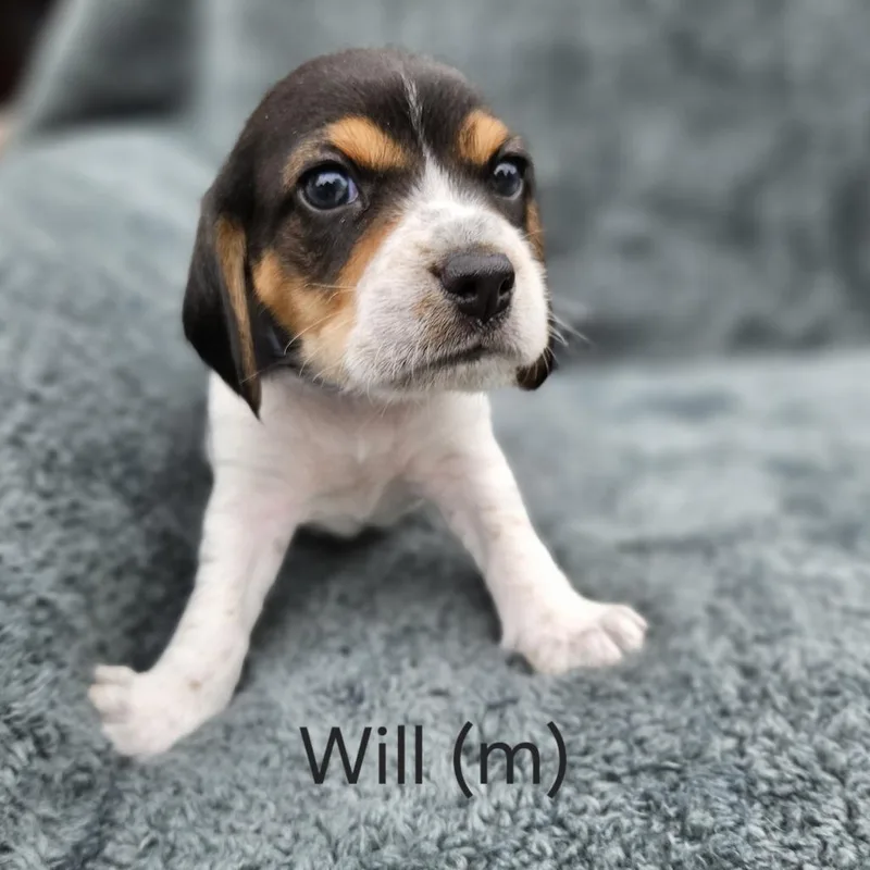 Poppy Pup  Will thumbnail 2
