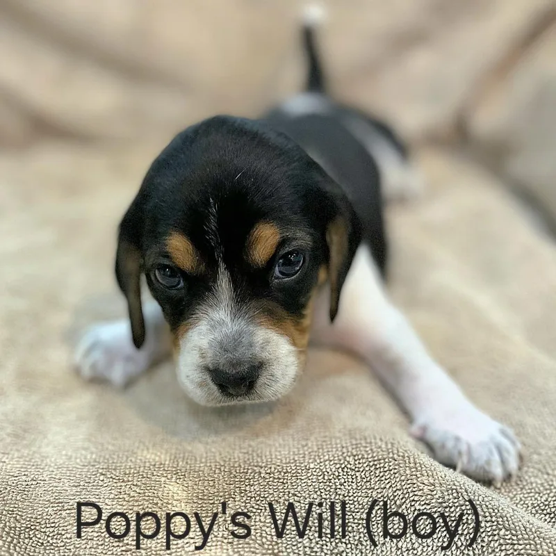 Poppy Pup  Will thumbnail 3