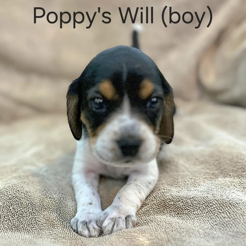 Poppy Pup  Will thumbnail 4