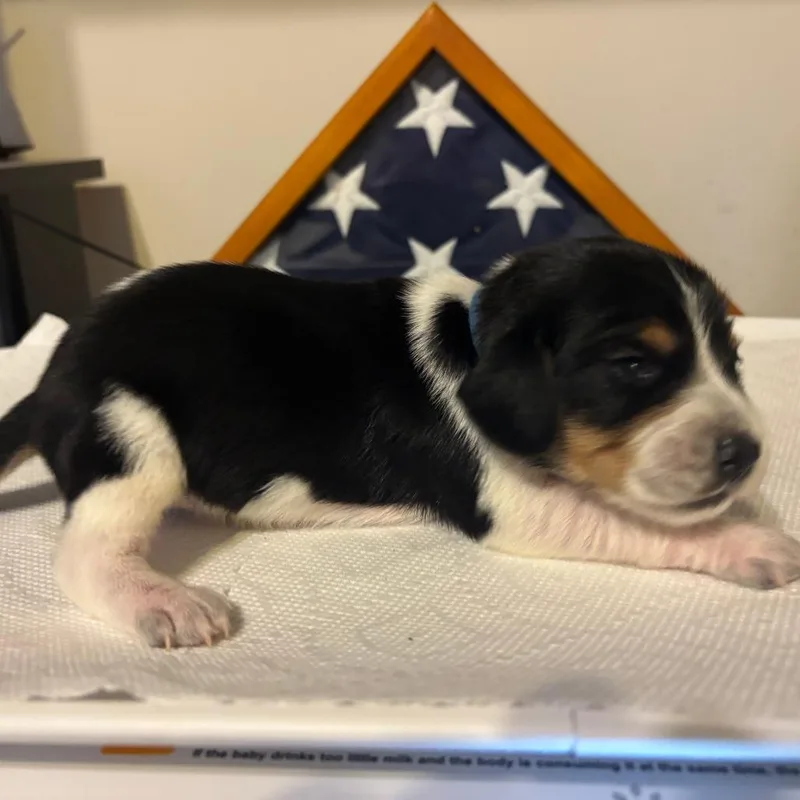 Poppy Pup  Will thumbnail 5
