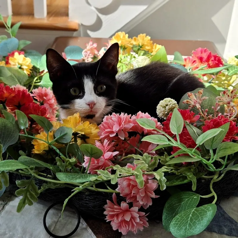 A baby small-sized female Black & White / Tuxedo Domestic Short Hair cat named Boston Terrier for adoption in Richmond, VA