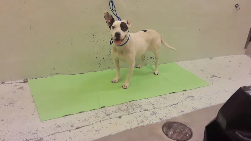 An adult medium-sized female Staffordshire Bull Terrier dog named Mancha for adoption in Houston, TX