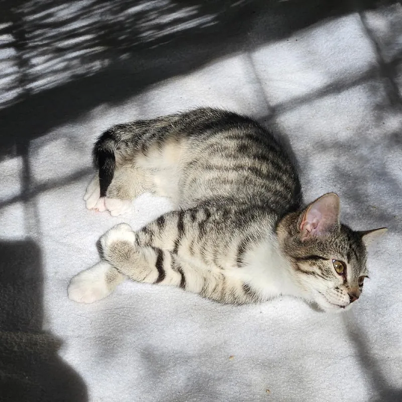 A baby small-sized female Brown / Chocolate Domestic Short Hair cat named Eliza for adoption in Gainesville, GA