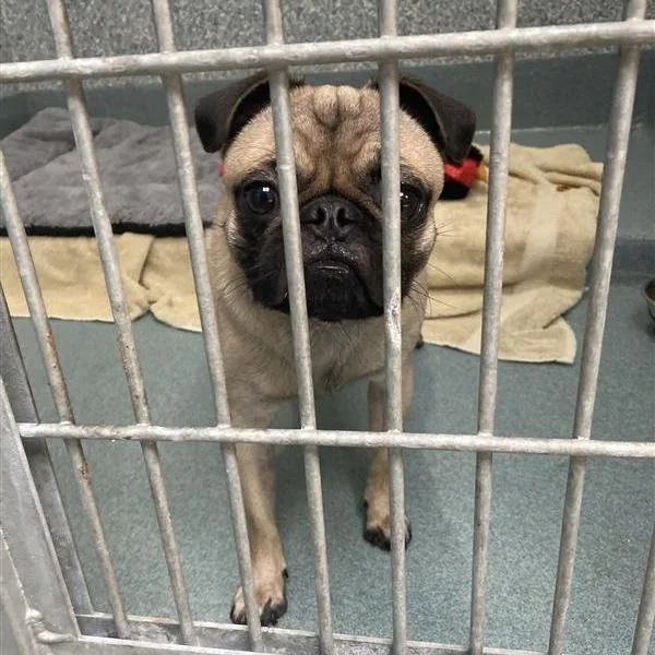 A young small-sized male Yellow / Tan / Blond / Fawn Pug dog named Odi for adoption in Hawthorne, CA