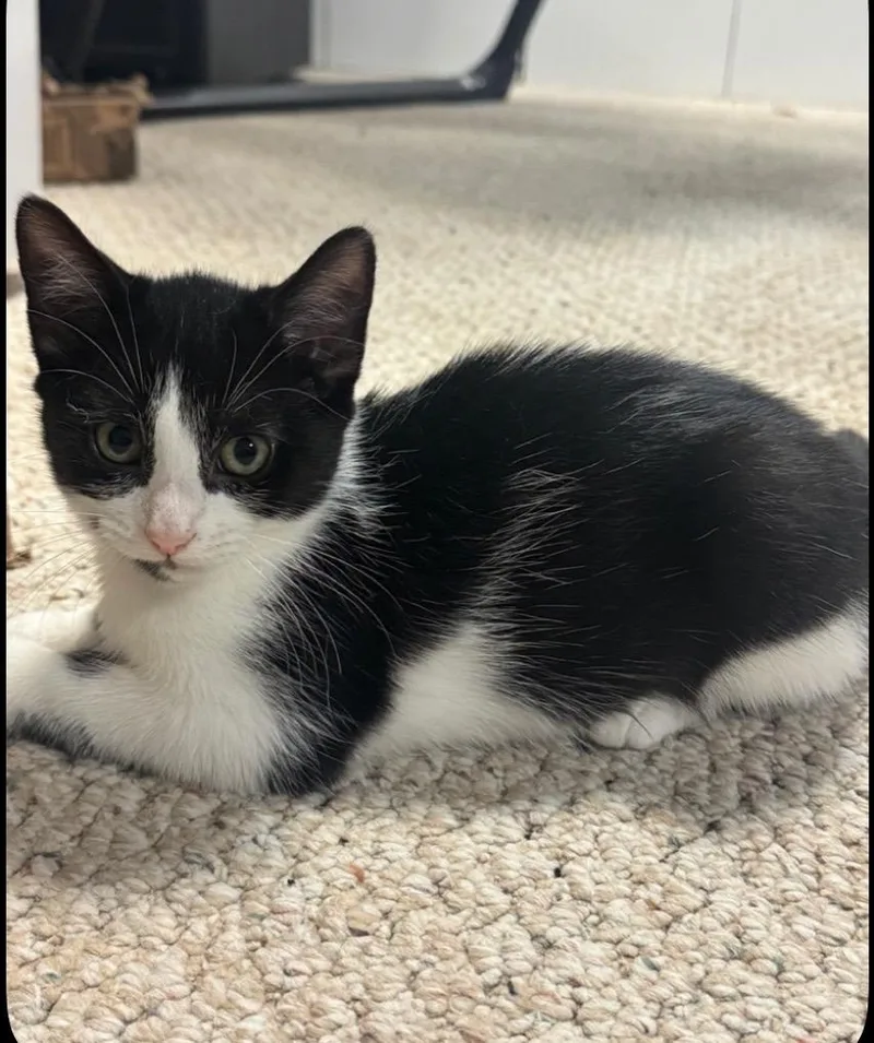 A baby small-sized female Domestic Short Hair cat named Cassie for adoption in Randolph, AL