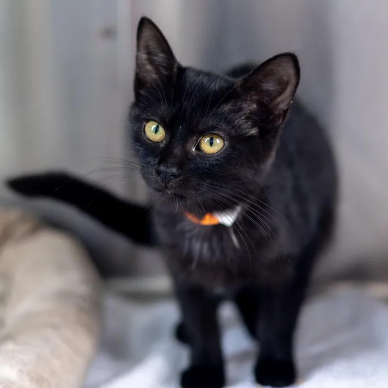 A baby small-sized male Black Domestic Short Hair cat named Pinot for adoption in Wilmington, DE