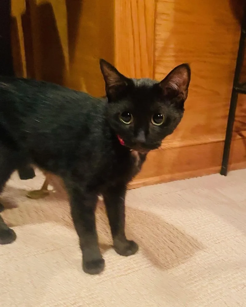 A young medium-sized female Black Domestic Short Hair cat named Cheerio for adoption in Lambertville, NJ