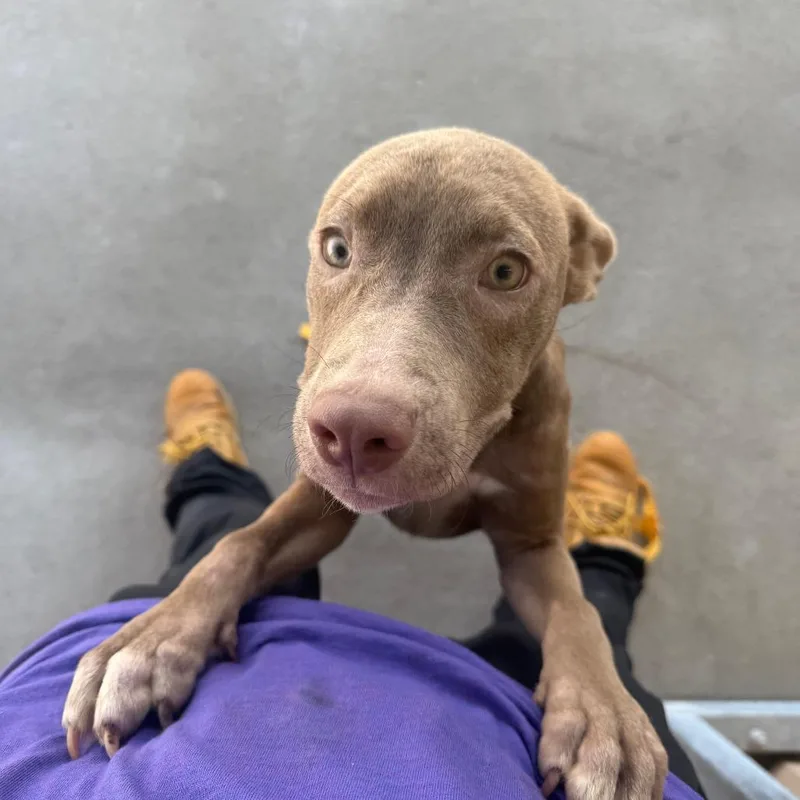 A young small-sized female Brown / Chocolate Mixed Breed dog named Ginny for adoption in Manhattan, KS