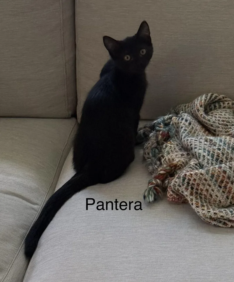 Pantera