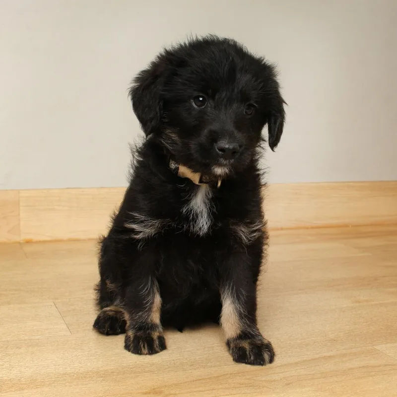 A baby medium-sized male Black Labrador Retriever dog named Tango D for adoption in Minnetonka, MN
