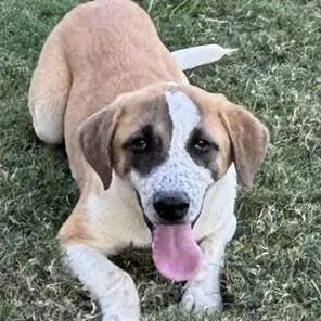 A young medium-sized female White / Cream Anatolian Shepherd dog named Sweet Pea for adoption in Quitman, TX