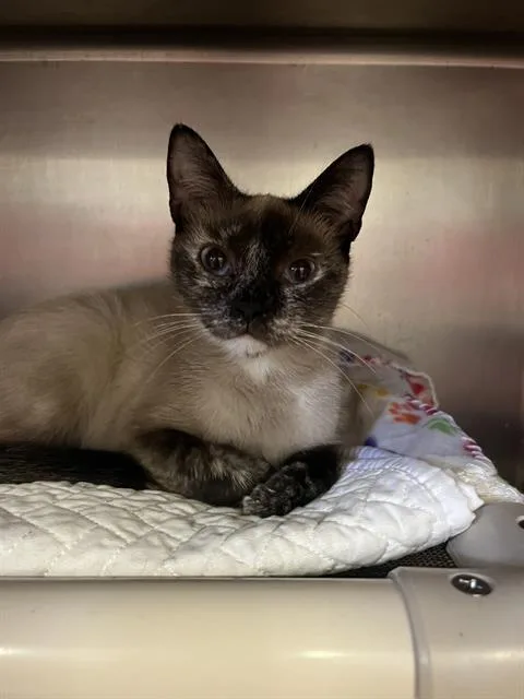 A young medium-sized female Siamese cat named Mamma for adoption in Brewster, MA